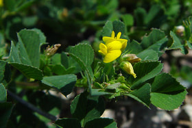 Picture of Medicago polymorpha